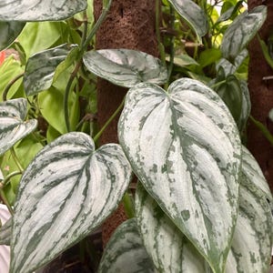 May include: A Scindapsus pictus plant featuring heart-shaped leaves with a variegated pattern of silvery-grey and deep green. The vining plant climbs a brown, textured moss pole, with multiple leaves displaying a distinct metallic sheen and texture.