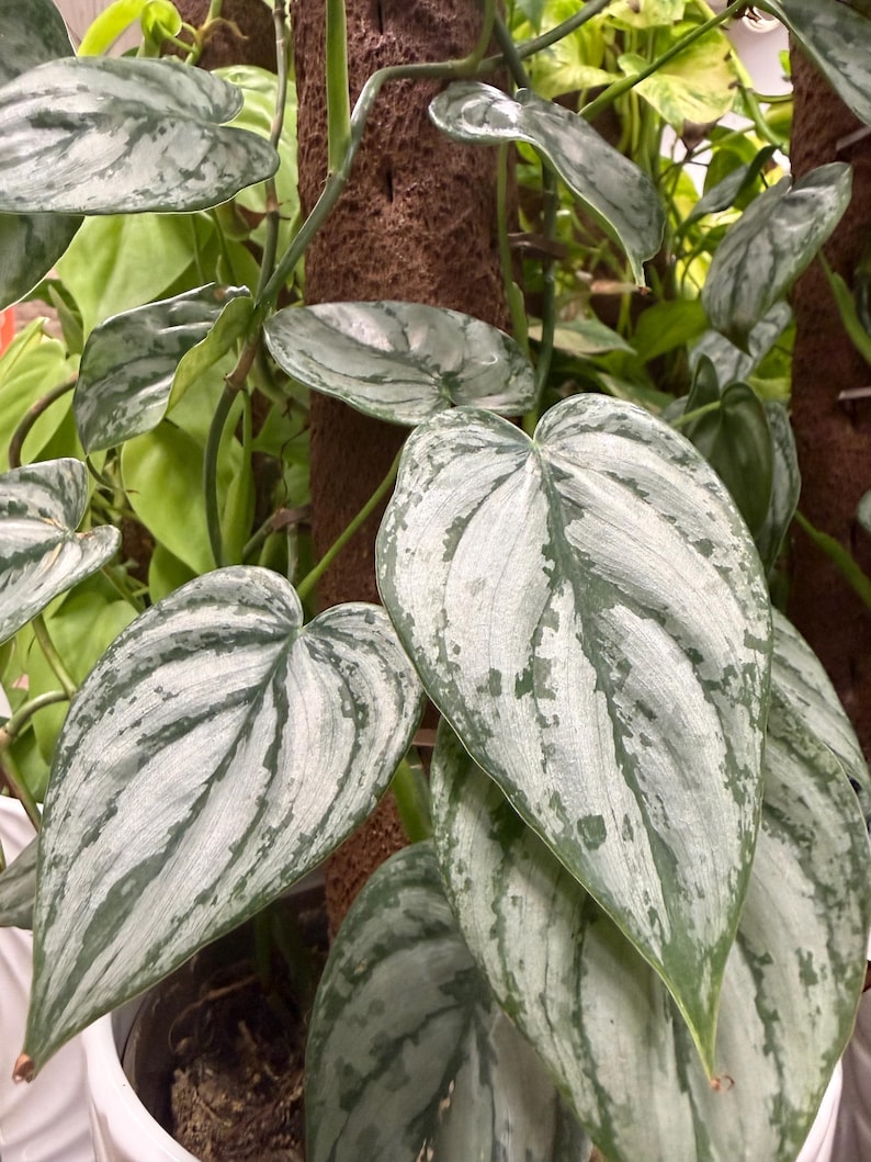 May include: A Scindapsus pictus plant featuring heart-shaped leaves with a variegated pattern of silvery-grey and deep green. The vining plant climbs a brown, textured moss pole, with multiple leaves displaying a distinct metallic sheen and texture.