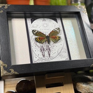 May include: A framed butterfly display with a black frame and gold corner accents. The butterfly has orange, yellow, and black wings. The background features a black and white illustration of two figures and celestial elements.