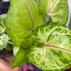 May include: A Syngonium plant in a black plastic pot featuring arrow-shaped leaves with variegated patterns of light green and dark green. The foliage displays prominent pinkish-red veins radiating from the center of each leaf surface.