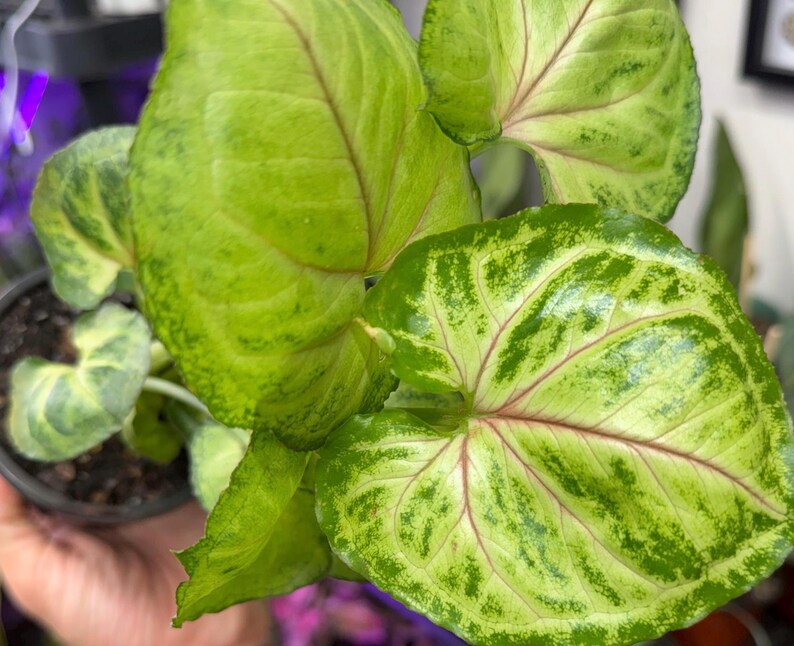 May include: A Syngonium plant in a black plastic pot featuring arrow-shaped leaves with variegated patterns of light green and dark green. The foliage displays prominent pinkish-red veins radiating from the center of each leaf surface.