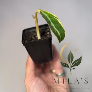 May include: A small variegated plant with a single elongated leaf featuring green and cream-colored patterns, planted in a black square plastic nursery pot filled with dark soil. The plant stem is light green and extends upward from the soil.