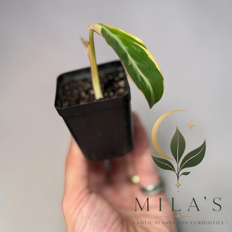 May include: A small variegated plant with a single elongated leaf featuring green and cream-colored patterns, planted in a black square plastic nursery pot filled with dark soil. The plant stem is light green and extends upward from the soil.
