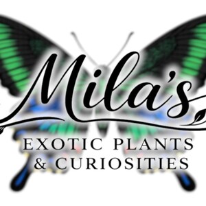 以下が含まれることがあります： Mila's Exotic Plants & Curiositiesのロゴは、緑と黒の羽を持つ蝶が特徴です。「Mila's」の文字は筆記体で、その下に「EXOTIC PLANTS & CURIOSITIES」と書かれています。ロゴは白い背景にあります。