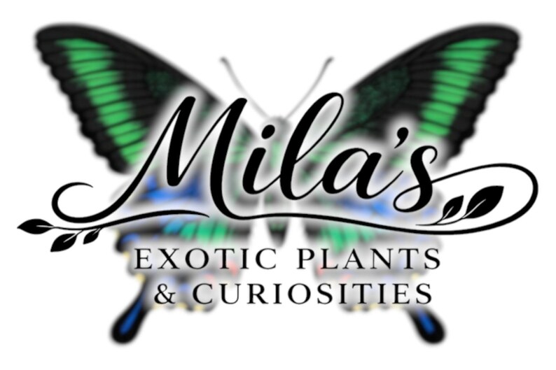 以下が含まれることがあります： Mila's Exotic Plants & Curiositiesのロゴは、緑と黒の羽を持つ蝶が特徴です。「Mila's」の文字は筆記体で、その下に「EXOTIC PLANTS & CURIOSITIES」と書かれています。ロゴは白い背景にあります。