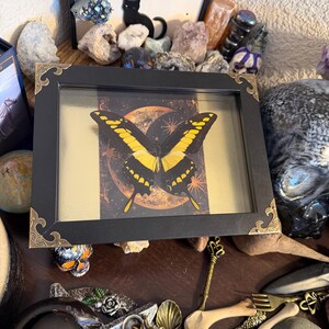 Large King Swallowtail Butterfly Framed Specimen Art | Papilio thoas Statement Natural History Decor bild 1