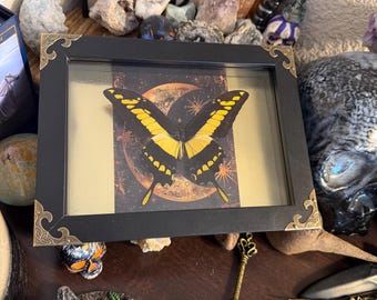 Framed Butterfly King Swallowtail - Papilio Thoas Black and Yellow Large Butterfly Art