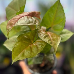 May include: A Syngonium plant with arrow-shaped leaves featuring a blend of light green and soft pink hues. The foliage has a smooth texture with visible veins, and the plant is contained within a small, dark-colored plastic nursery pot.