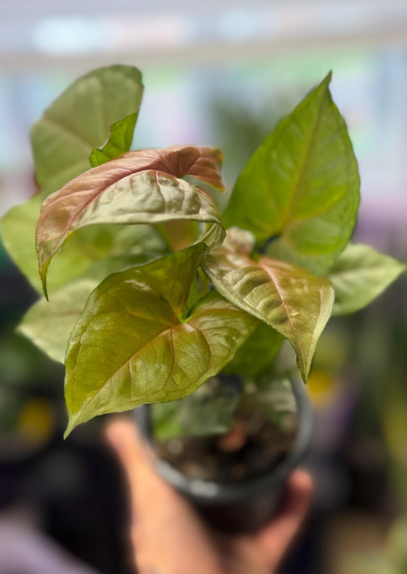 May include: A Syngonium plant with arrow-shaped leaves featuring a blend of light green and soft pink hues. The foliage has a smooth texture with visible veins, and the plant is contained within a small, dark-colored plastic nursery pot.