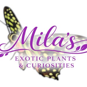 May include: Logo for "Mila's Exotic Plants & Curiosities" featuring a butterfly with yellow and black markings. The business name is in purple script, with the tagline below in a serif font.