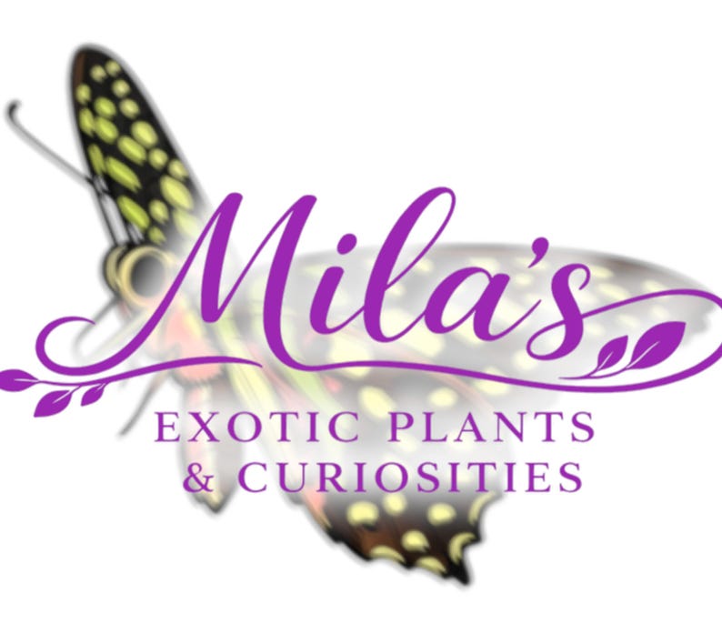 May include: Logo for "Mila's Exotic Plants & Curiosities" featuring a butterfly with yellow and black markings. The business name is in purple script, with the tagline below in a serif font.