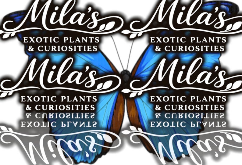 May include: A logo featuring the name "Mila's" in elegant script, with the text "EXOTIC PLANTS & CURIOSITIES" below. The design is set against a butterfly wing backdrop in shades of blue and brown.