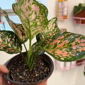 Peut inclure: Une plante Aglaonema aux feuilles panach&eacute;es pr&eacute;sentant un m&eacute;lange de motifs tachet&eacute;s vert fonc&eacute; et rose vif. La plante est en pot dans un contenant en plastique marron fonc&eacute; rempli de terreau sombre, avec plusieurs tiges et un feuillage large.