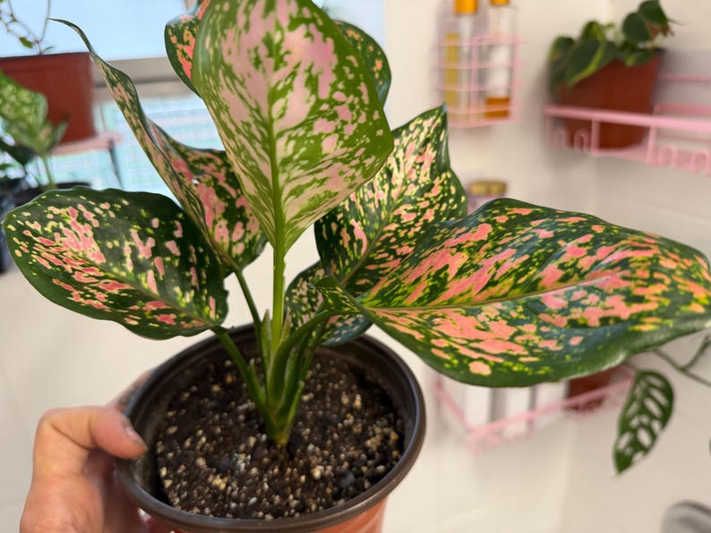 Peut inclure: Une plante Aglaonema aux feuilles panach&eacute;es pr&eacute;sentant un m&eacute;lange de motifs tachet&eacute;s vert fonc&eacute; et rose vif. La plante est en pot dans un contenant en plastique marron fonc&eacute; rempli de terreau sombre, avec plusieurs tiges et un feuillage large.