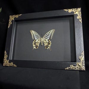 May include: A framed display featuring a preserved swallowtail butterfly with yellow, black, and white wings. The rectangular frame is matte black with ornate gold-toned metal corner accents and a dark backing, presenting the specimen centrally.