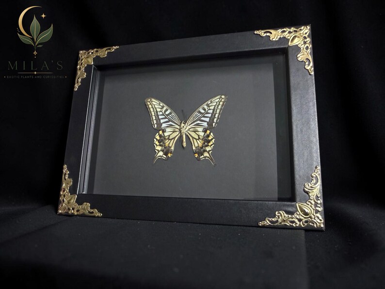 May include: A framed display featuring a preserved swallowtail butterfly with yellow, black, and white wings. The rectangular frame is matte black with ornate gold-toned metal corner accents and a dark backing, presenting the specimen centrally.