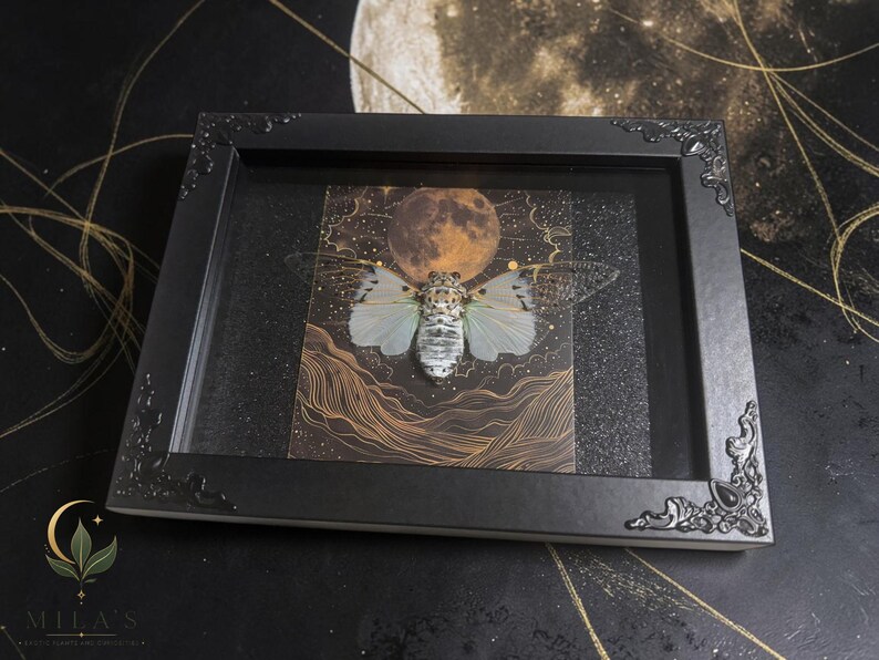 White Ghost Cicada Framed Art, Full Moon Shadow Box, Ornate Gothic Decor, 5x7 image 7