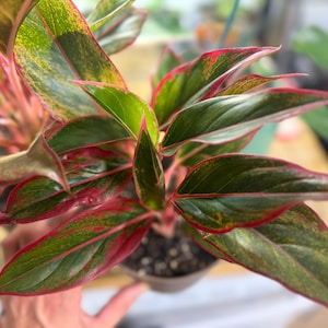 May include: An Aglaonema plant featuring pointed, lance-shaped leaves with a variegated pattern of deep forest green, lime green, and vibrant magenta-red edges. The foliage grows from a central stem, with the red coloration extending into the veins.