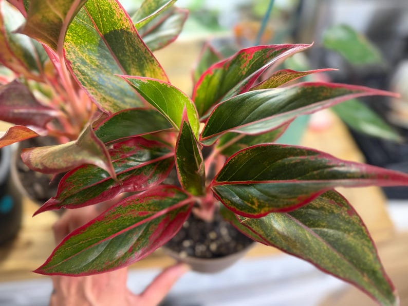 May include: An Aglaonema plant featuring pointed, lance-shaped leaves with a variegated pattern of deep forest green, lime green, and vibrant magenta-red edges. The foliage grows from a central stem, with the red coloration extending into the veins.