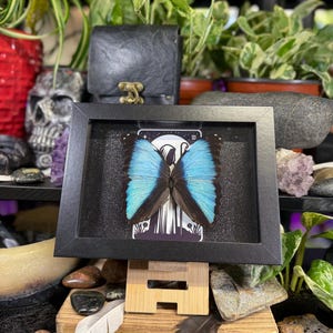 Blue Morpho “The Hermit Midnight” Framed Specimen Art | Morpho deidamia Dark Gothic Tarot Decor image 3