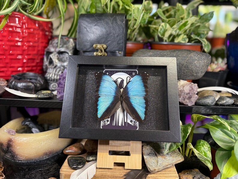 Blue Morpho “The Hermit Midnight” Framed Specimen Art | Morpho deidamia Dark Gothic Tarot Decor image 3