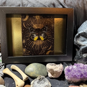 Delias pasithoe Framed Butterfly Specimen Art | Gold & Ruby Collector Entomology Decor bild 1