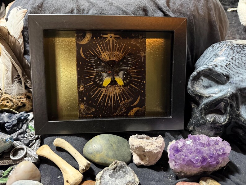 Delias pasithoe Framed Butterfly Specimen Art | Gold & Ruby Collector Entomology Decor bild 1