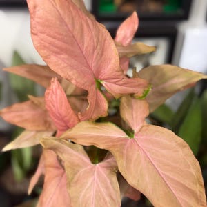 May include: A Syngonium plant featuring arrow-shaped leaves in shades of soft pastel pink and muted salmon. The foliage displays prominent veins and subtle hints of green near the stems, with a smooth texture and pointed tips on each leaf.