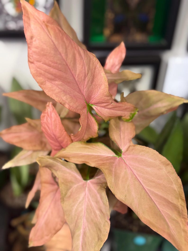 May include: A Syngonium plant featuring arrow-shaped leaves in shades of soft pastel pink and muted salmon. The foliage displays prominent veins and subtle hints of green near the stems, with a smooth texture and pointed tips on each leaf.