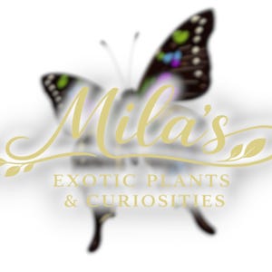 May include: A logo featuring a butterfly with black and colorful wings, and the text "Mila's" in a cursive font. Below the name, the text reads "EXOTIC PLANTS & CURIOSITIES" in a serif font. The logo has a soft, blurred effect.