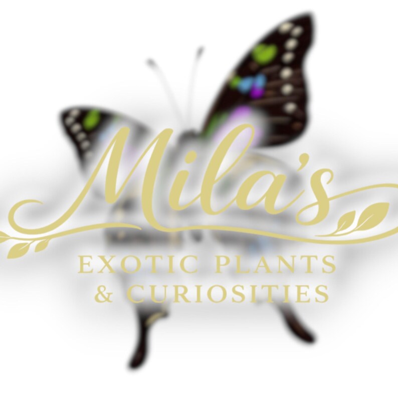 May include: A logo featuring a butterfly with black and colorful wings, and the text "Mila's" in a cursive font. Below the name, the text reads "EXOTIC PLANTS & CURIOSITIES" in a serif font. The logo has a soft, blurred effect.