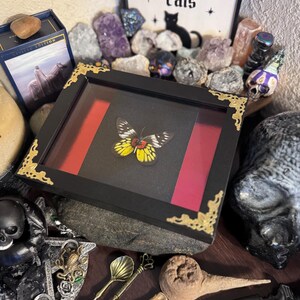 Delias pasithoe Framed Butterfly Specimen Art | Gold & Ruby Collector Entomology Decor bild 3