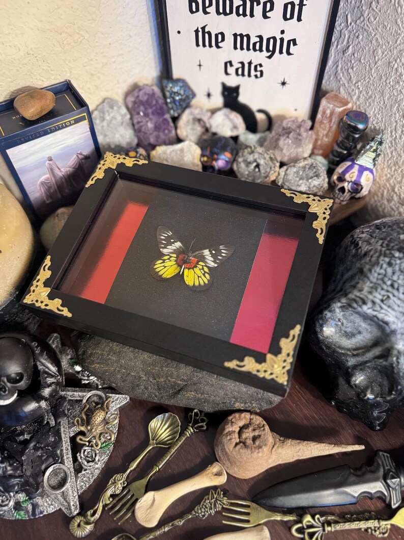 Delias pasithoe Framed Butterfly Specimen Art | Gold & Ruby Collector Entomology Decor bild 3