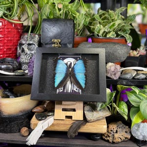 Blue Morpho “The Hermit Midnight” Framed Specimen Art | Morpho deidamia Dark Gothic Tarot Decor image 9