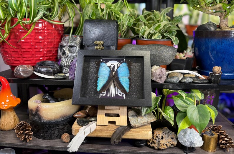 Blue Morpho “The Hermit Midnight” Framed Specimen Art | Morpho deidamia Dark Gothic Tarot Decor image 9