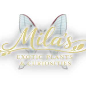 May include: The logo for Mila's Exotic Plants & Curiosities features a stylized butterfly with light blue wings and red accents. The business name is in elegant gold script, with the tagline in a simple sans-serif font.