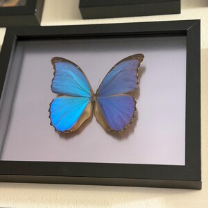 Puede incluir: Un esp&eacute;cimen de mariposa enmarcado con alas azules vibrantes, exhibido sobre un fondo neutro. La mariposa est&aacute; centrada dentro de un marco negro, mostrando sus intrincados detalles y variaciones de color. El marco es rectangular y est&aacute; montado en una pared.