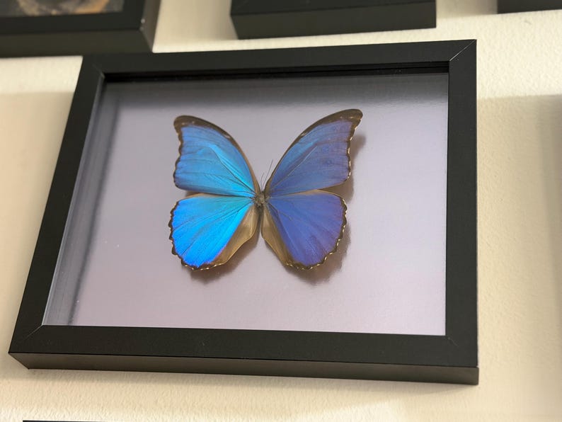 Puede incluir: Un esp&eacute;cimen de mariposa enmarcado con alas azules vibrantes, exhibido sobre un fondo neutro. La mariposa est&aacute; centrada dentro de un marco negro, mostrando sus intrincados detalles y variaciones de color. El marco es rectangular y est&aacute; montado en una pared.
