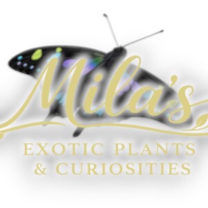 Puede incluir: Logotipo de "Mila's Exotic Plants & Curiosities" con una mariposa con alas negras y coloridas. El nombre de la empresa est&aacute; en escritura dorada, con el lema debajo en una fuente serif.