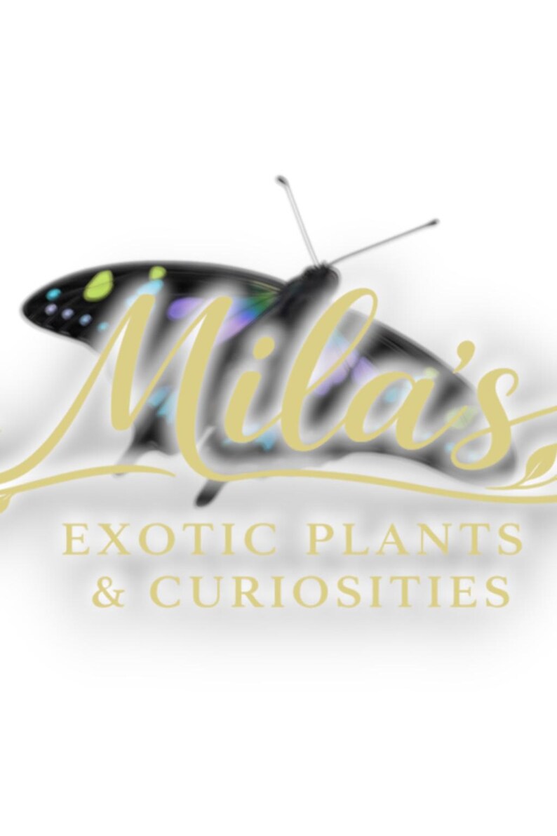 Puede incluir: Logotipo de "Mila's Exotic Plants & Curiosities" con una mariposa con alas negras y coloridas. El nombre de la empresa est&aacute; en escritura dorada, con el lema debajo en una fuente serif.