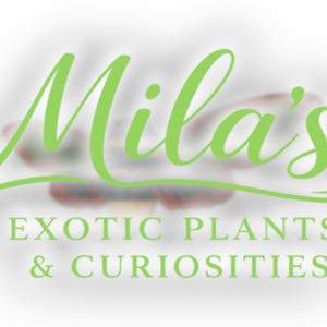 May include: The logo for Mila's Exotic Plants & Curiosities features the name "Mila's" in a flowing, light green script. Below, the business name is in a sans-serif font, also light green, on a blurred background.