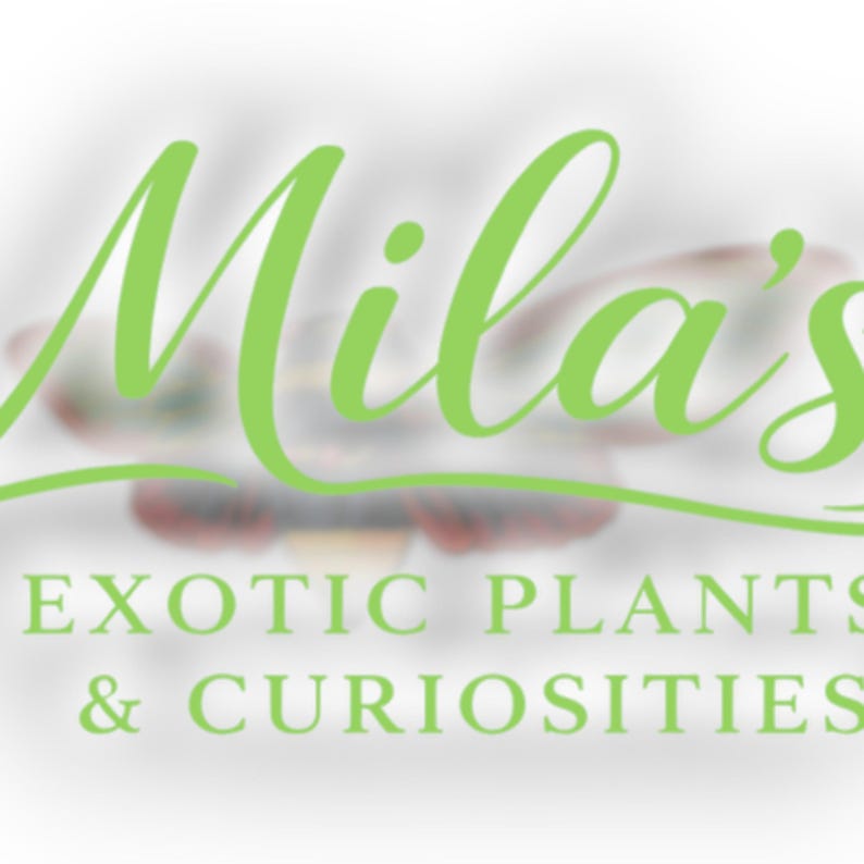 May include: The logo for Mila's Exotic Plants & Curiosities features the name "Mila's" in a flowing, light green script. Below, the business name is in a sans-serif font, also light green, on a blurred background.