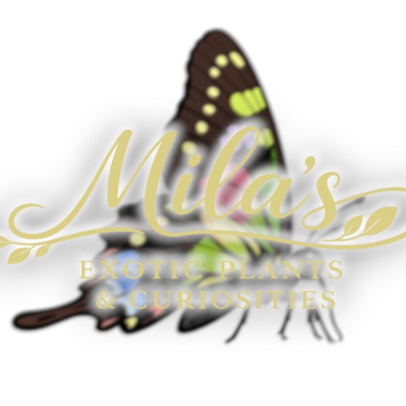 Puede incluir: Un logotipo con un dise&ntilde;o de mariposa con detalles en marr&oacute;n, negro, amarillo y rosa. El texto "Mila's" est&aacute; en fuente dorada, con las palabras "Exotic Plants & Curiosities" debajo.