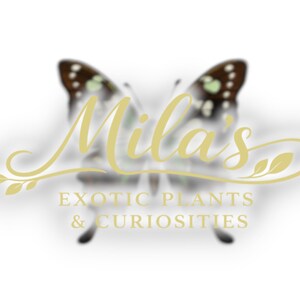May include: Logo for Mila's Exotic Plants & Curiosities. The logo features a butterfly with brown and white wings, and the text "Mila's" in a cursive font. The text "EXOTIC PLANTS & CURIOSITIES" is below.
