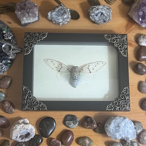 Framed White Ghost Cicada, Real Ayuthia spectabile Specimen, White Edition White