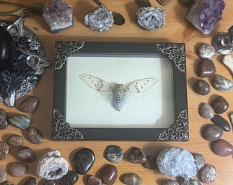 May include: A framed cicada insect with translucent wings and a blue-grey body. The black frame has ornate corner details. The image is surrounded by crystals, stones, and decorative objects on a wooden surface.