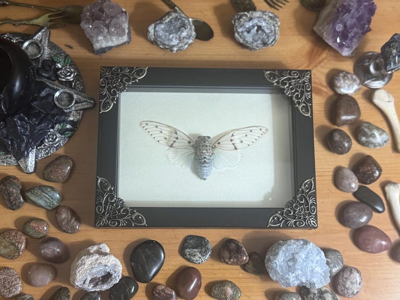 Framed White Ghost Cicada, Real Ayuthia spectabile Specimen, White Edition White