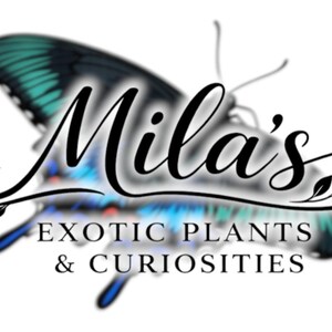 May include: A logo featuring a butterfly with teal and blue wings. The butterfly shape frames the text "Mila's" in elegant script, with "EXOTIC PLANTS & CURIOSITIES" below. The design is set against a white background.