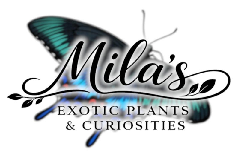 May include: A logo featuring a butterfly with teal and blue wings. The butterfly shape frames the text "Mila's" in elegant script, with "EXOTIC PLANTS & CURIOSITIES" below. The design is set against a white background.