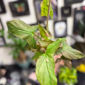 May include: A Syngonium plant featuring arrow-shaped leaves with a variegated pattern of light green, dark green, and soft pink splashes. The foliage is arranged on slender stems, displaying a mix of mature and developing leaves with pointed tips.